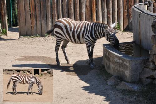 20130618 - ZOO Zlín