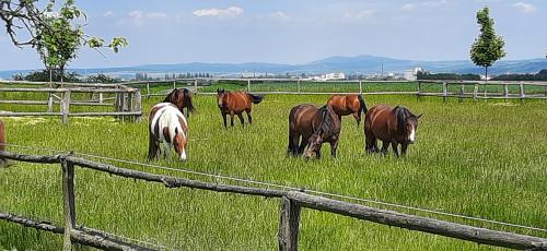 Družina na Haldě