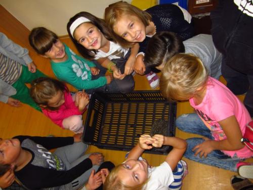 20160929 - Nový obyvatel naší zahrady a narozená morčátka